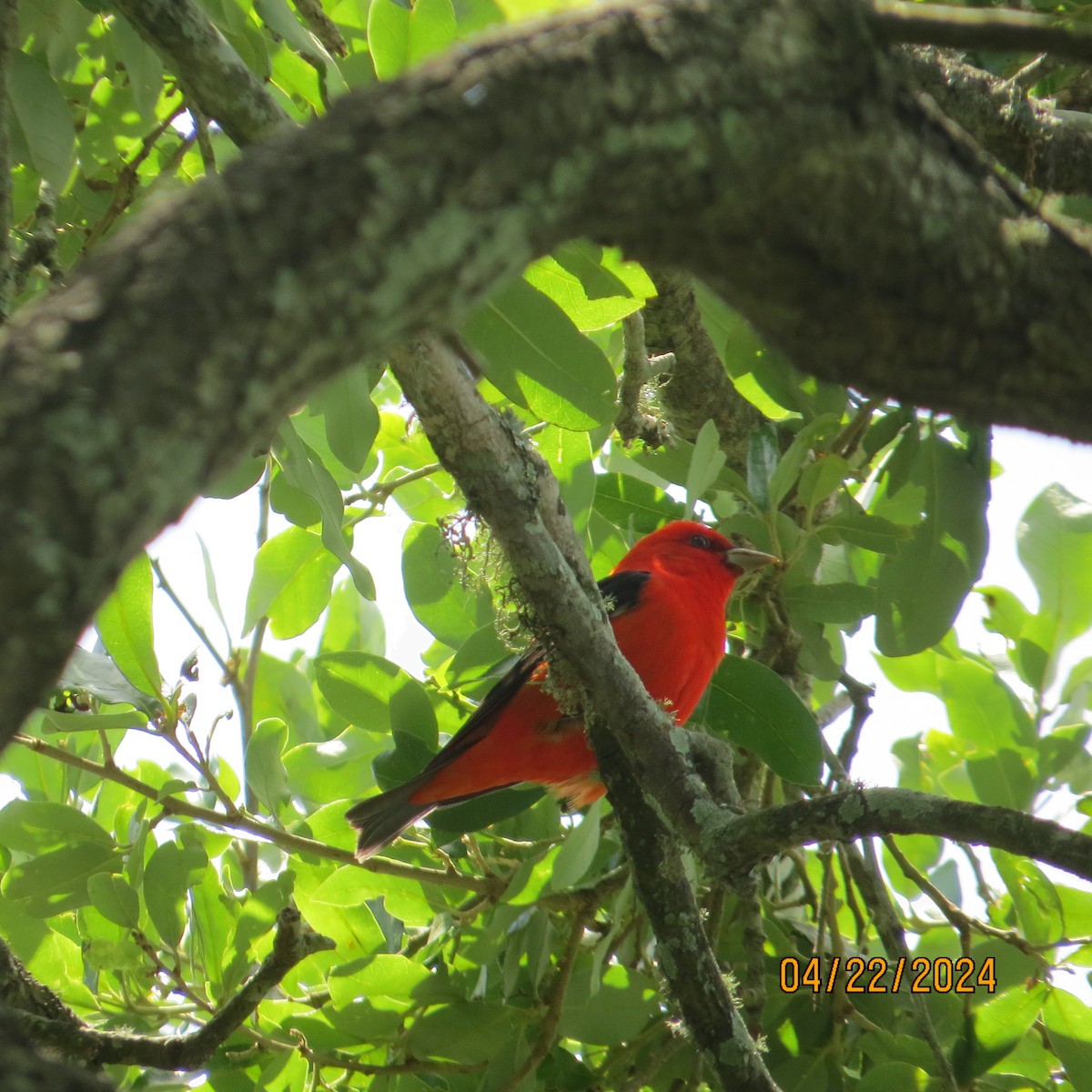 Scarlet Tanager - ML618034474