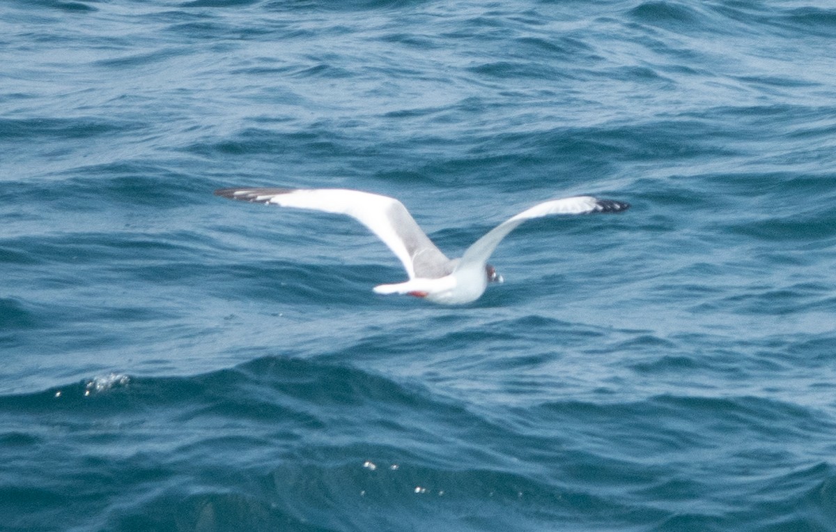 Swallow-tailed Gull - ML618034536