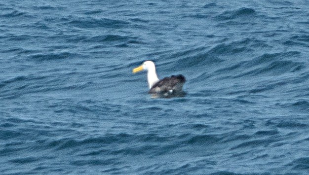 Waved Albatross - ML618034572