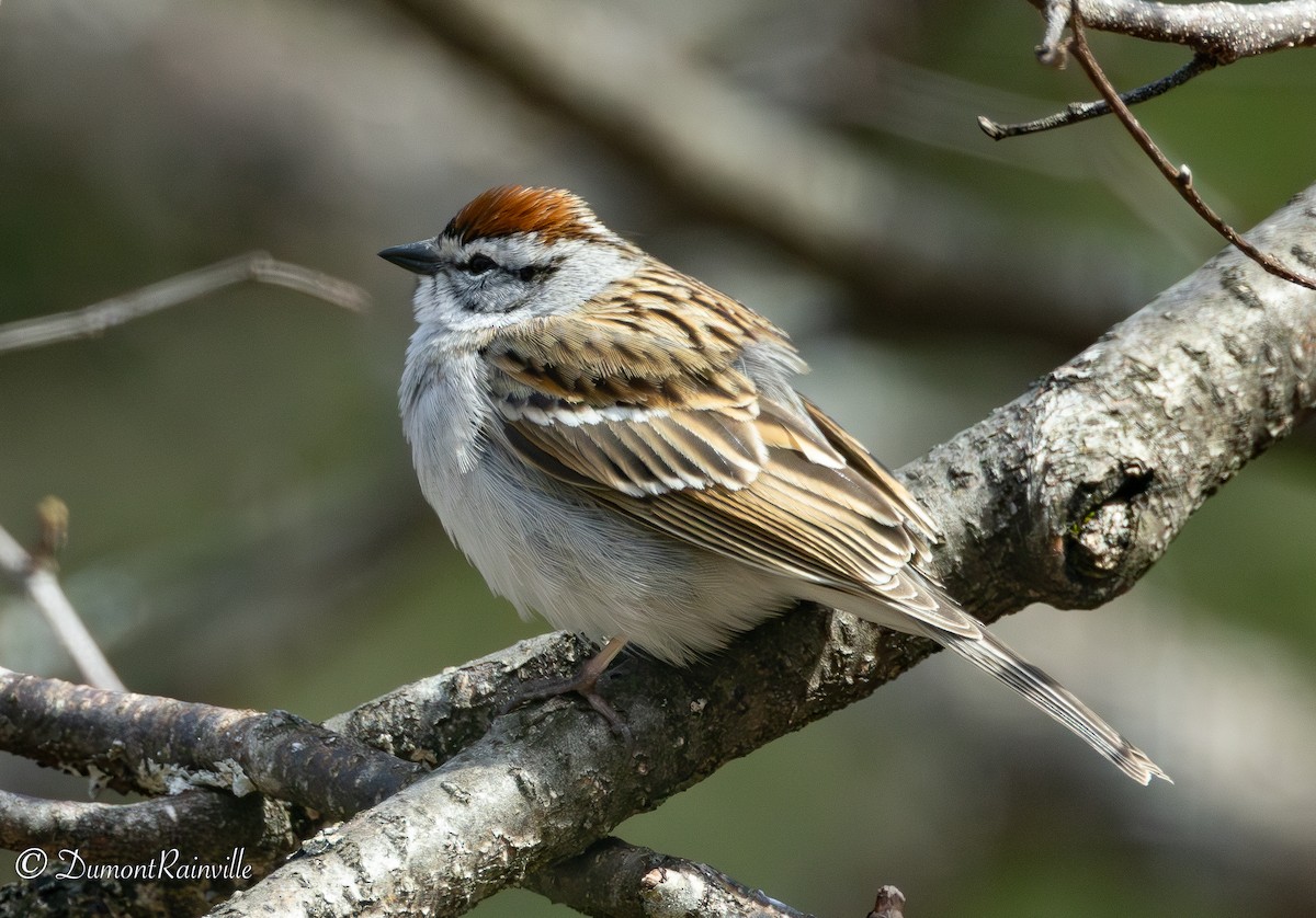 Chipping Sparrow - Claire Dumont