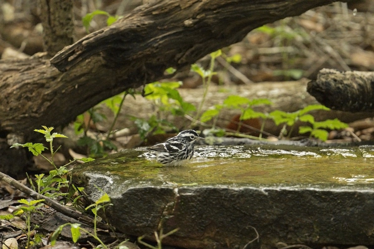 Black-and-white Warbler - ML618034630