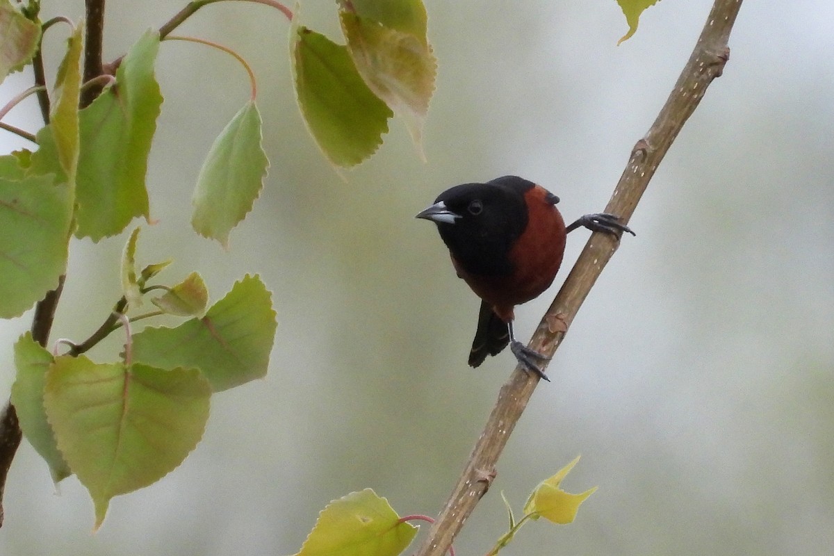 Orchard Oriole - ML618034681