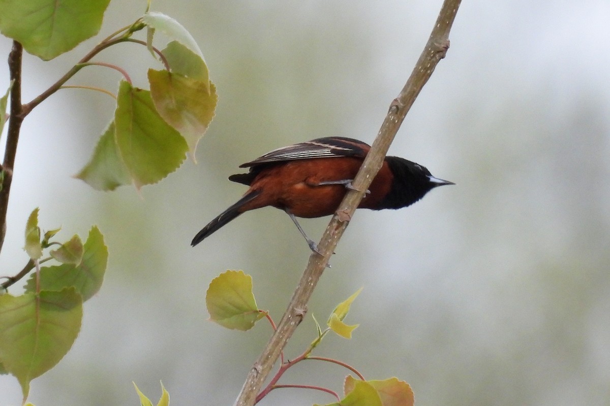 Orchard Oriole - Anne Ensign