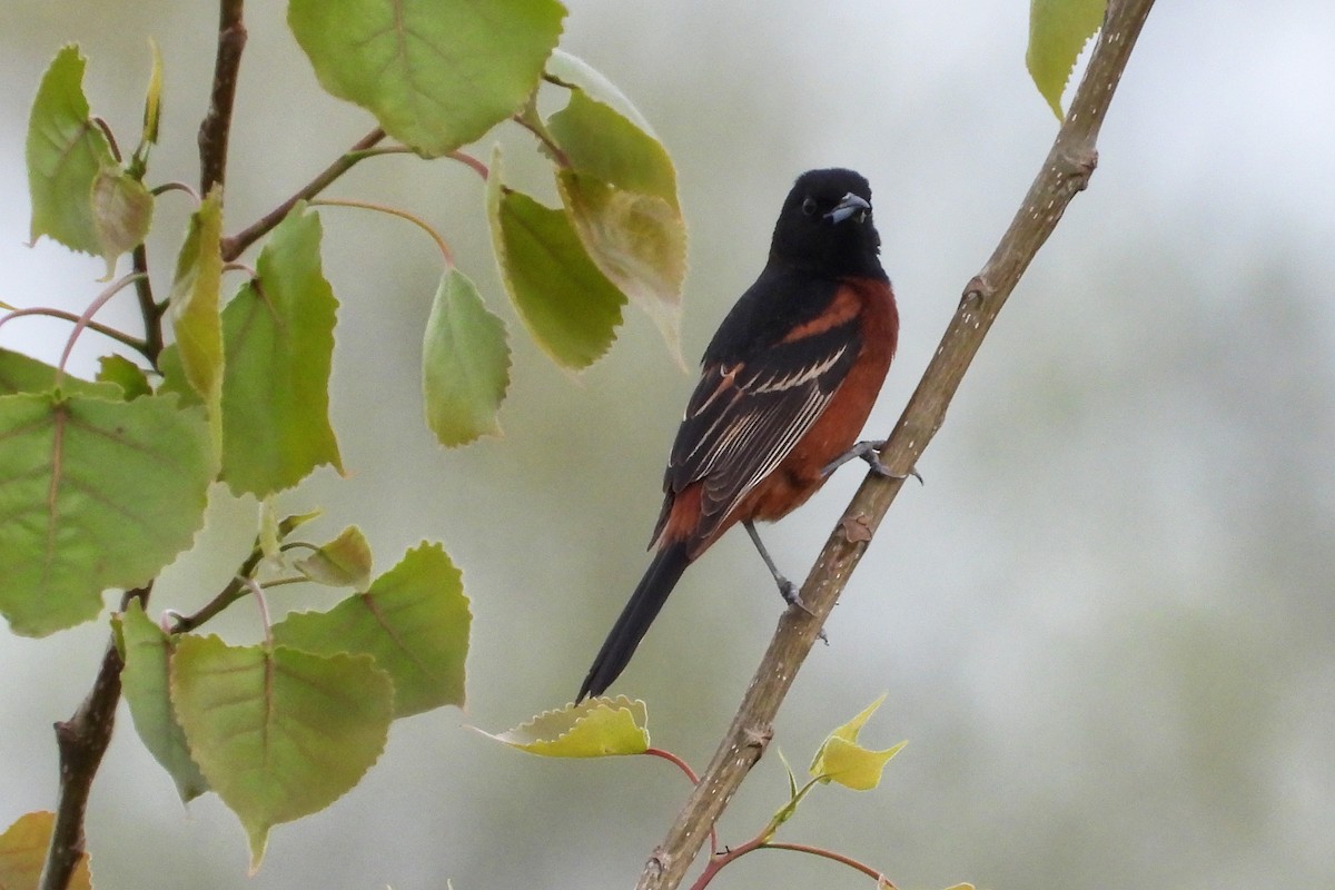 Orchard Oriole - ML618034683