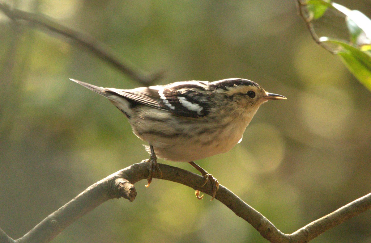 Black-and-white Warbler - ML618034711