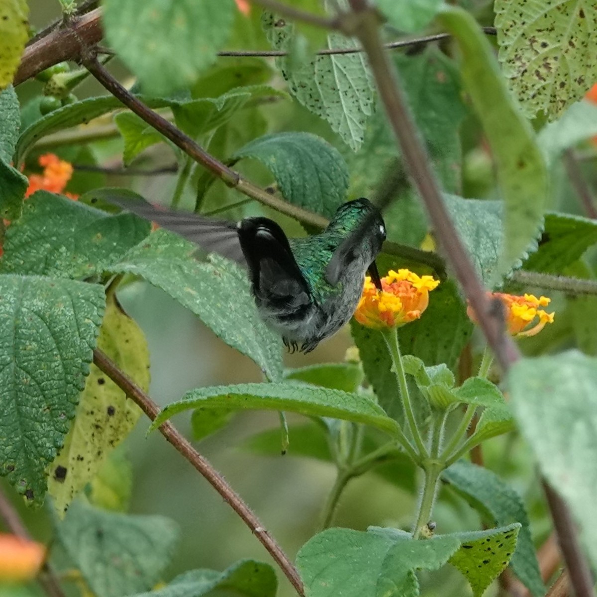 Violet-headed Hummingbird - ML618034715