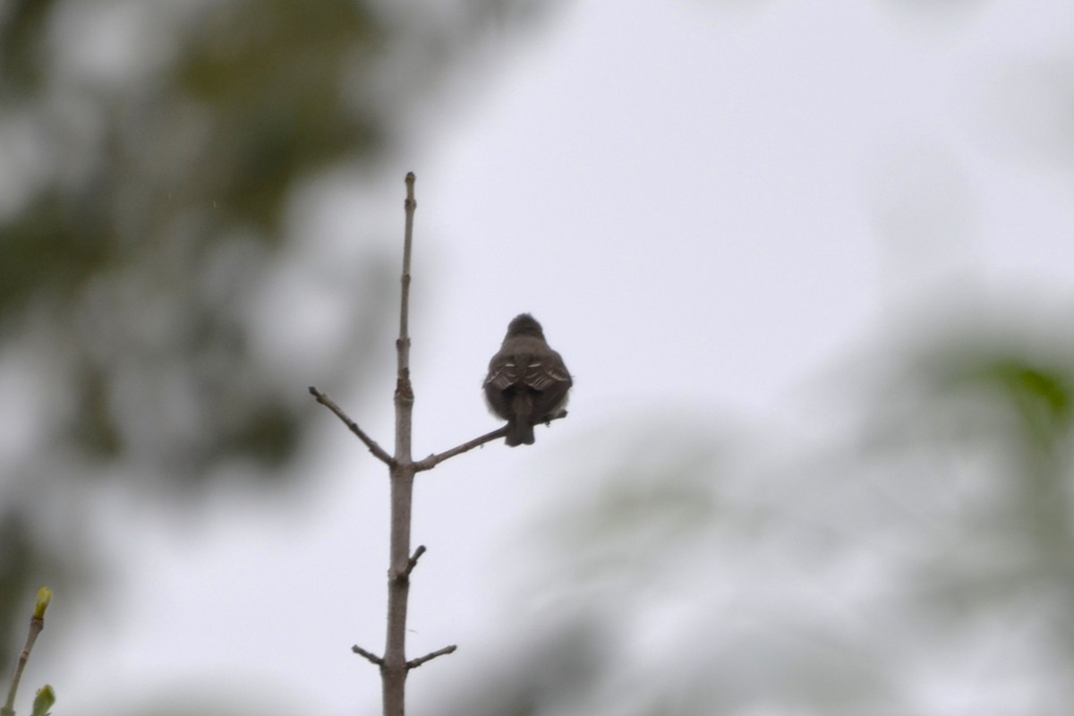 Western Wood-Pewee - Misty Cannon