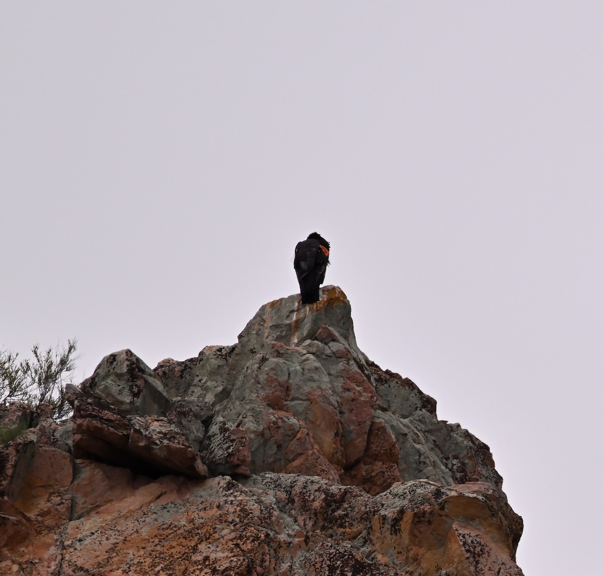 Condor de Californie - ML618034721
