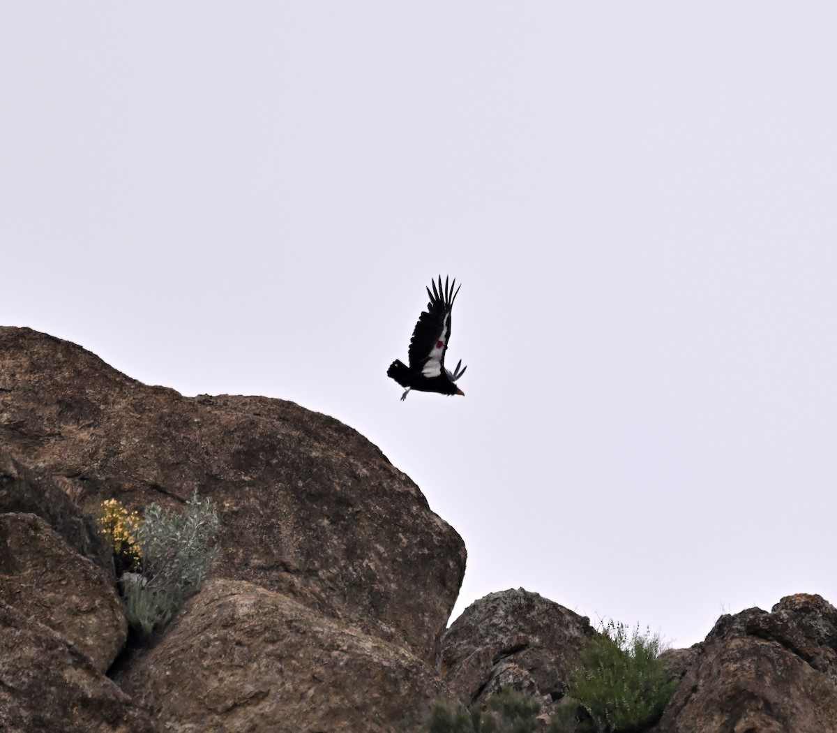 Condor de Californie - ML618034722