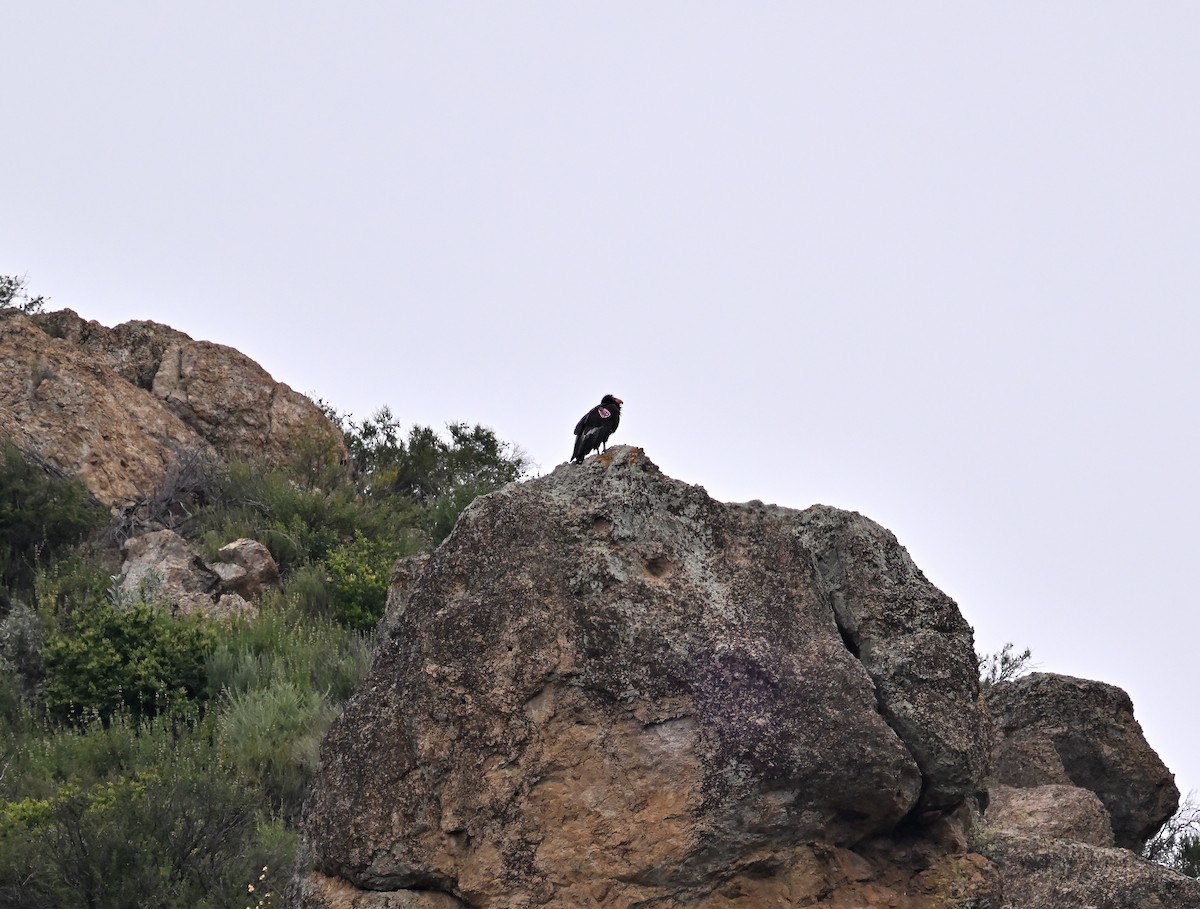 Condor de Californie - ML618034723