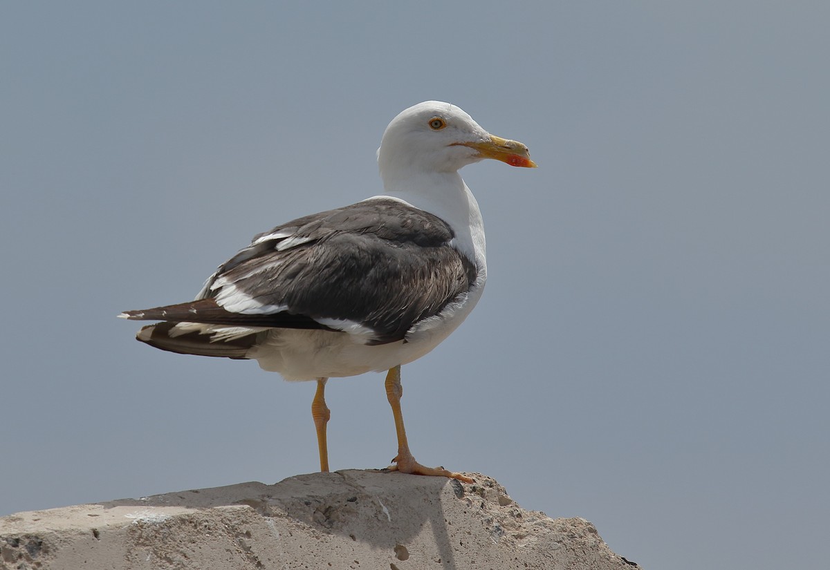 Yellow-footed Gull - ML618034732