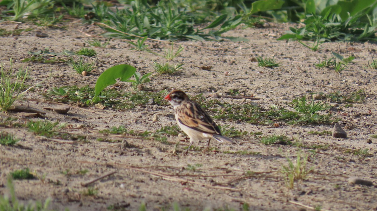 Pin-tailed Whydah - ML618034733