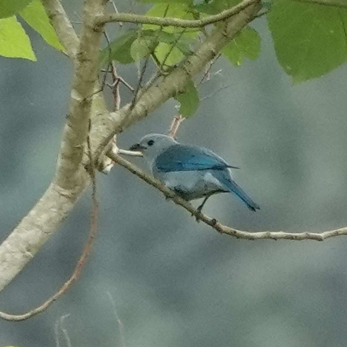Blue-gray Tanager - ML618034749