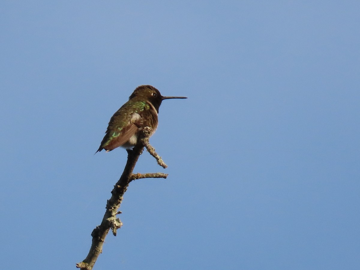 Black-chinned Hummingbird - ML618034751