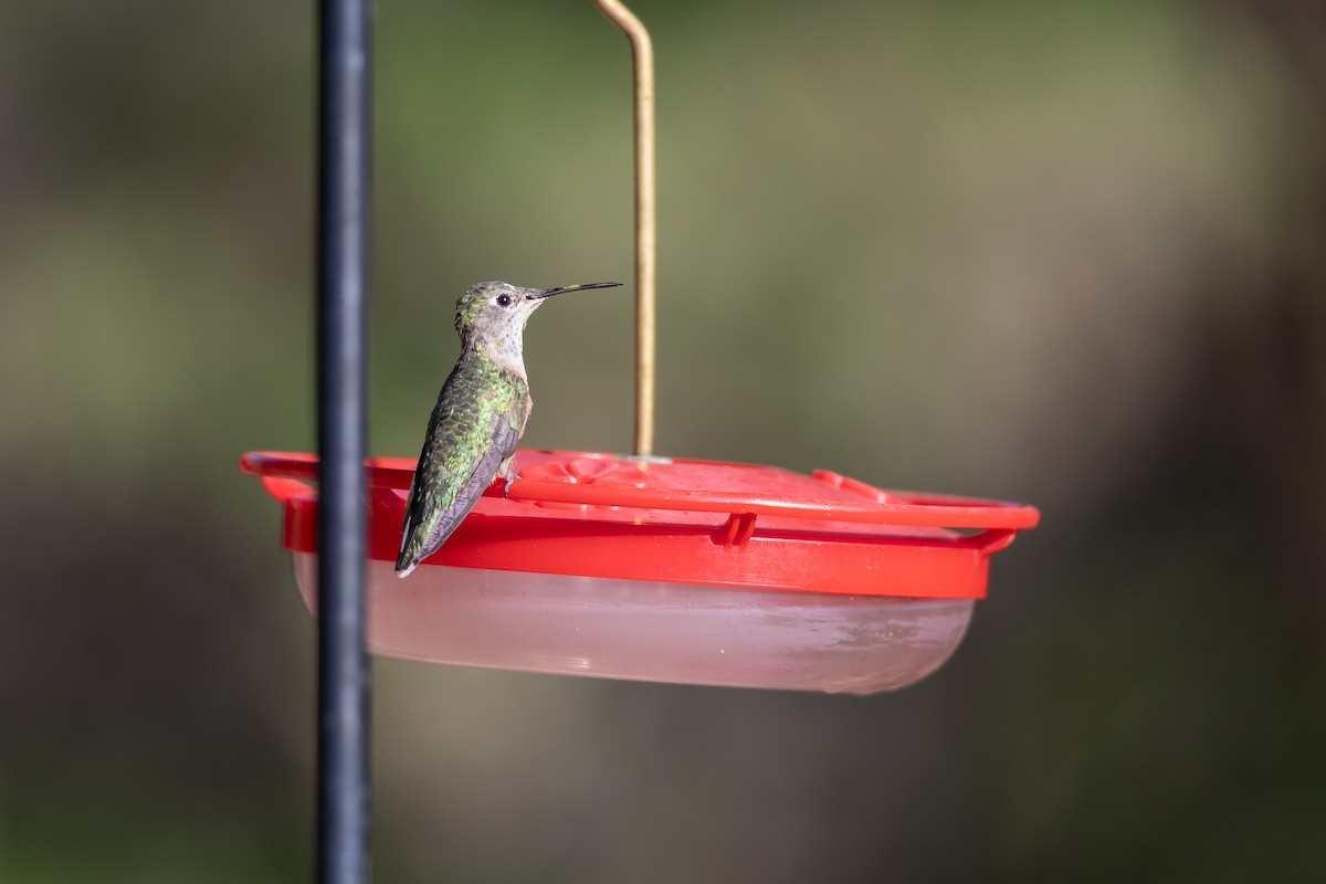 Broad-tailed Hummingbird - ML618034761