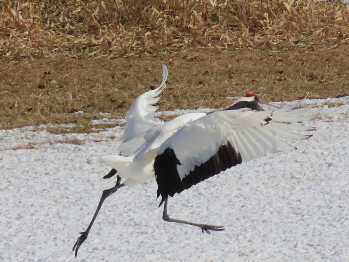 Red-crowned Crane - ML618034782