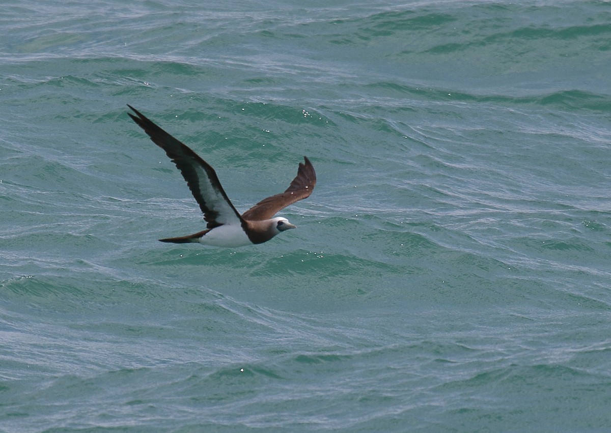 Brown Booby - ML618034786