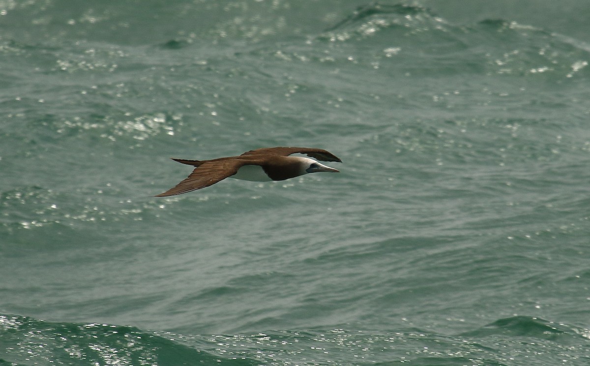 Brown Booby - ML618034787