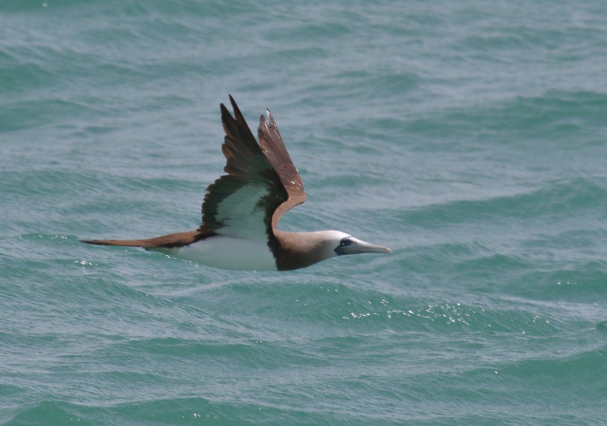 Brown Booby - ML618034788
