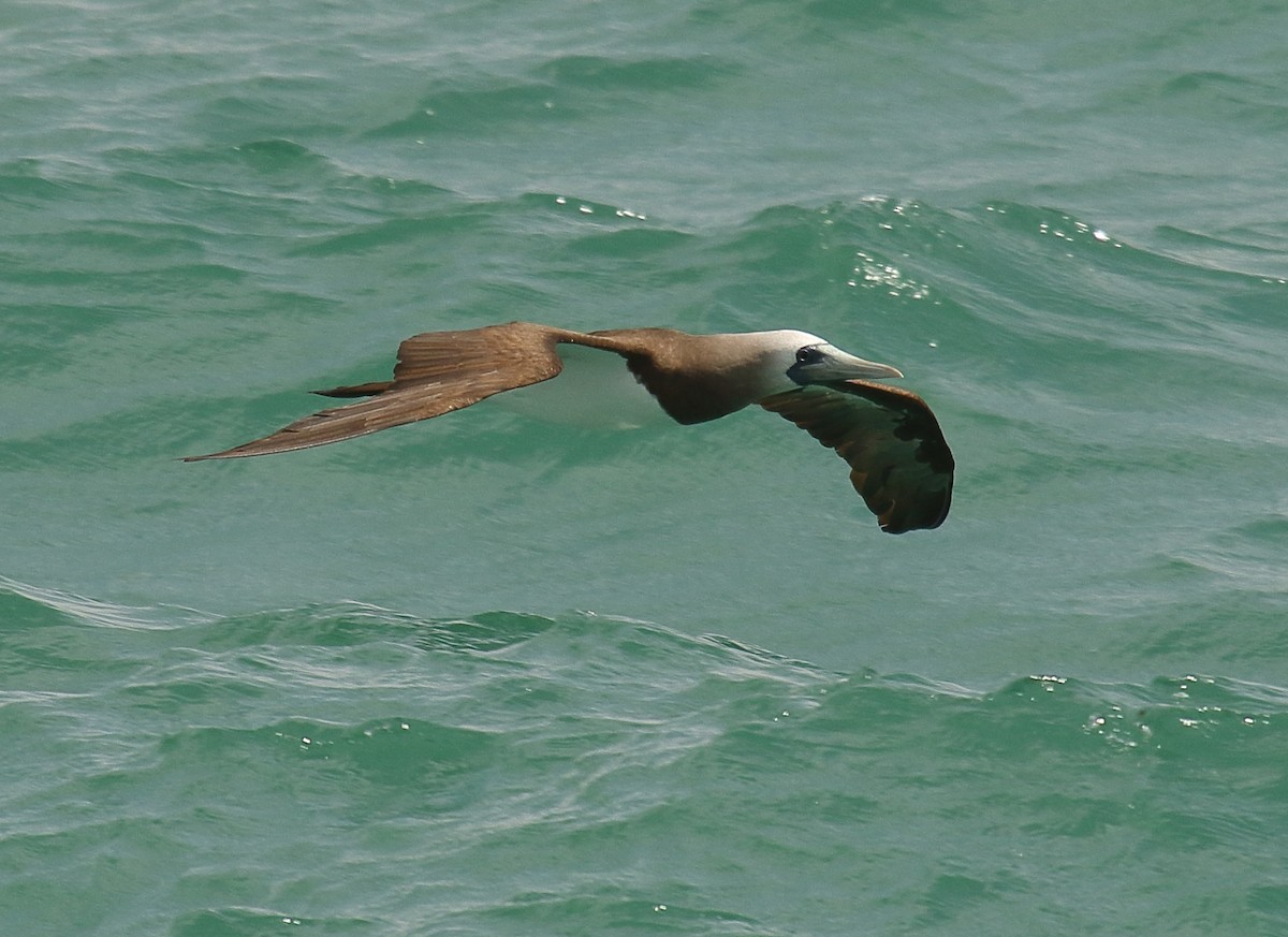 Brown Booby - ML618034790