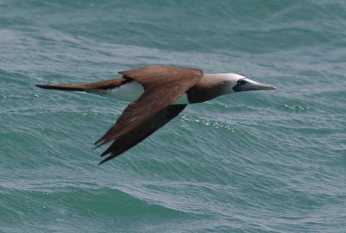 Brown Booby - ML618034791