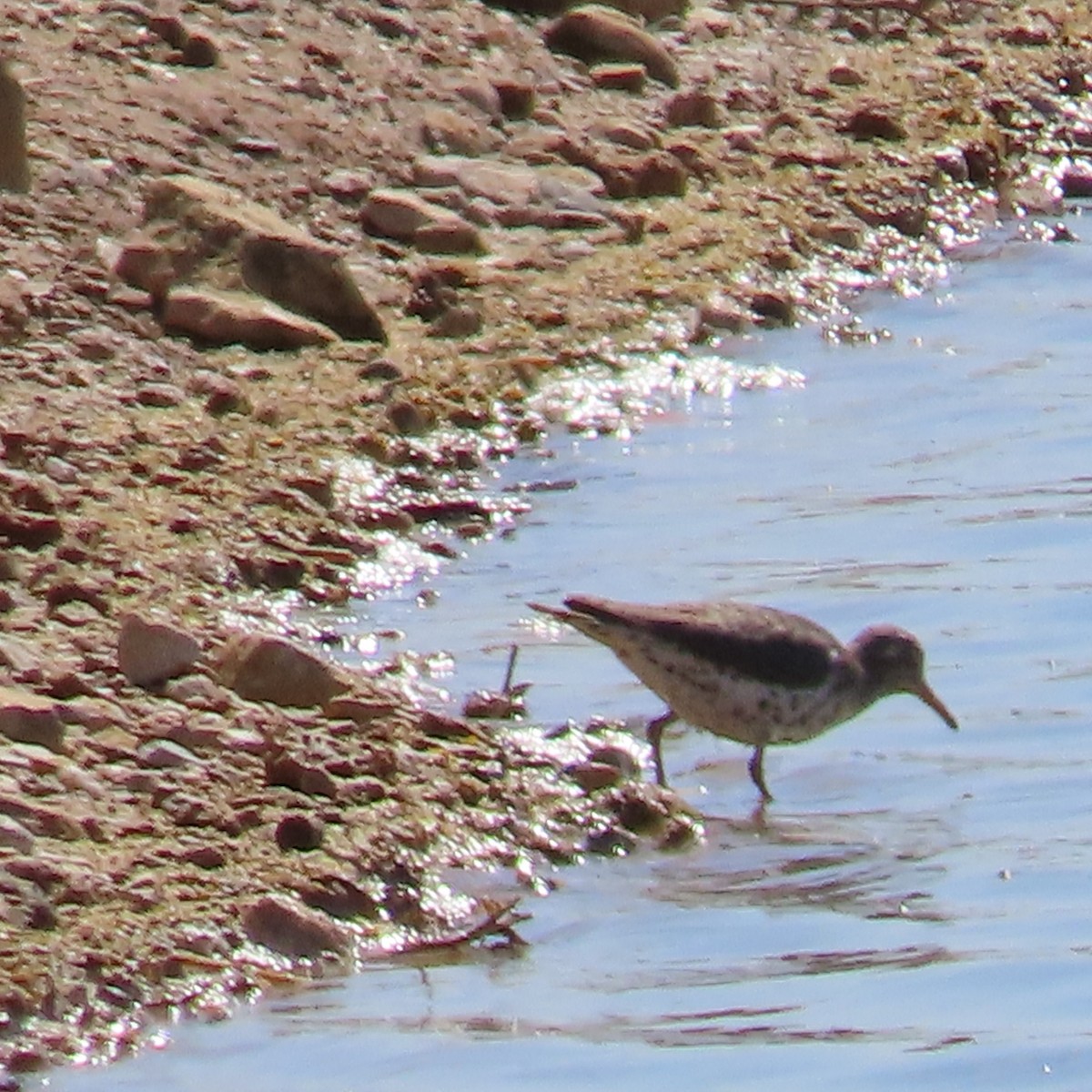 Spotted Sandpiper - Anne (Webster) Leight