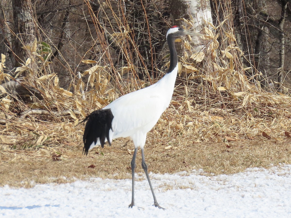 Red-crowned Crane - ML618034842