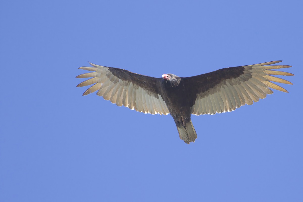 Turkey Vulture - ML618034923