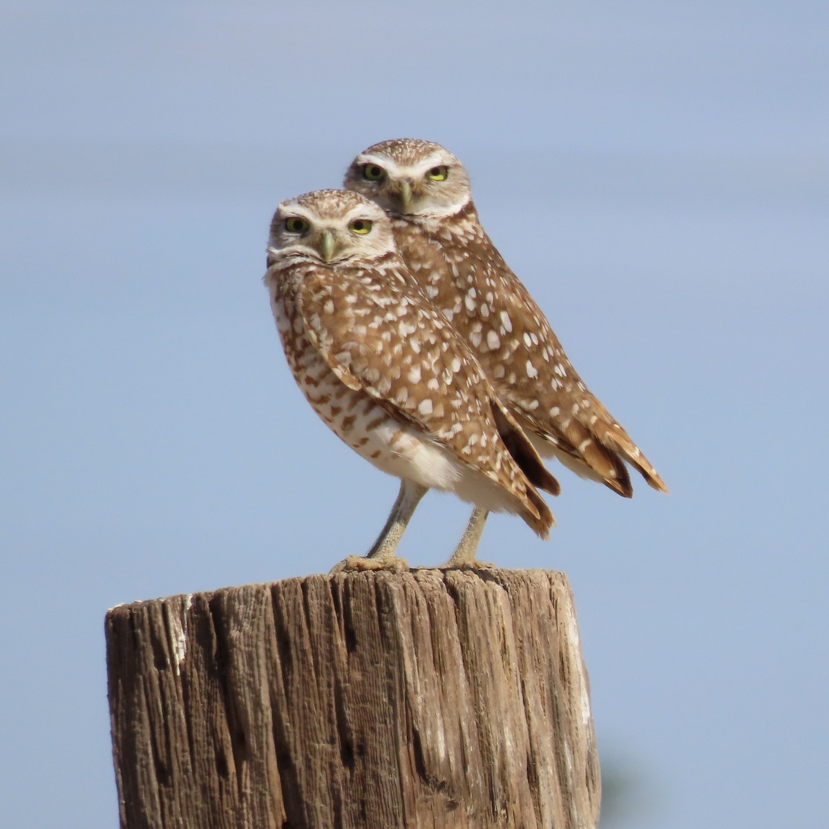 Burrowing Owl - ML618034940