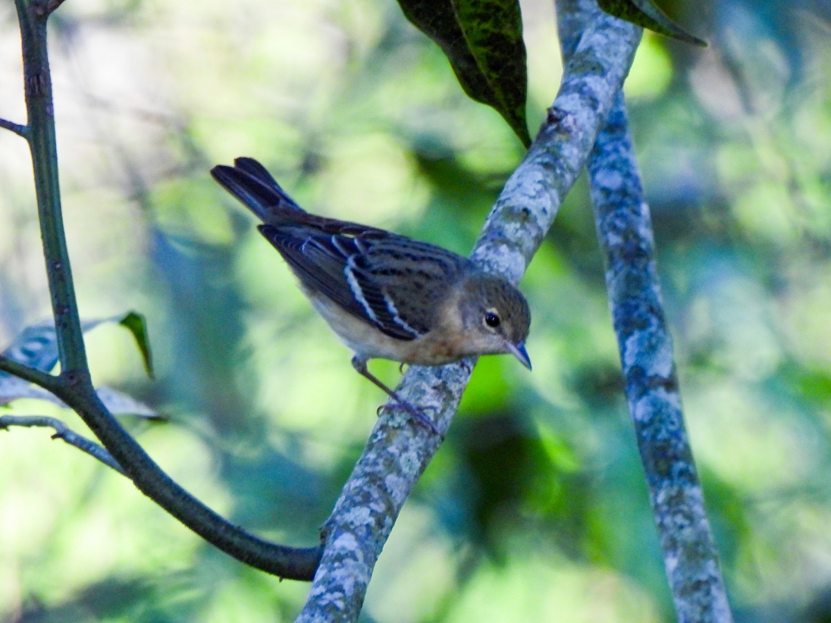 Bay-breasted Warbler - Wilson Ortega