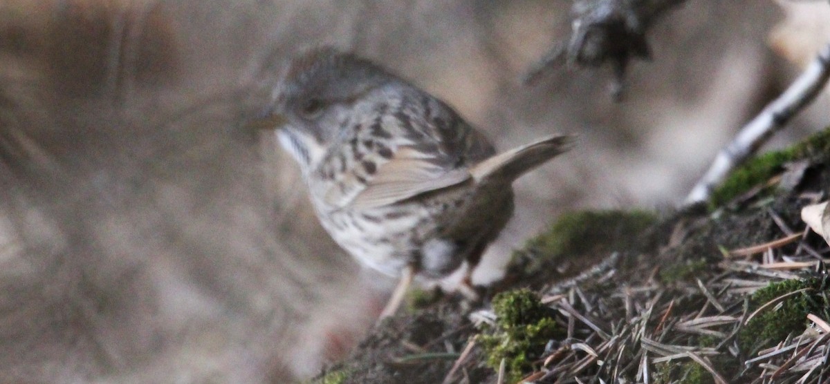 American Tree Sparrow - ML618035014