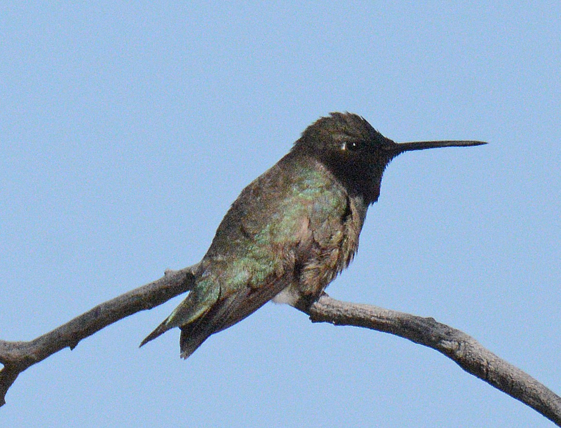 Black-chinned Hummingbird - Michael J Good