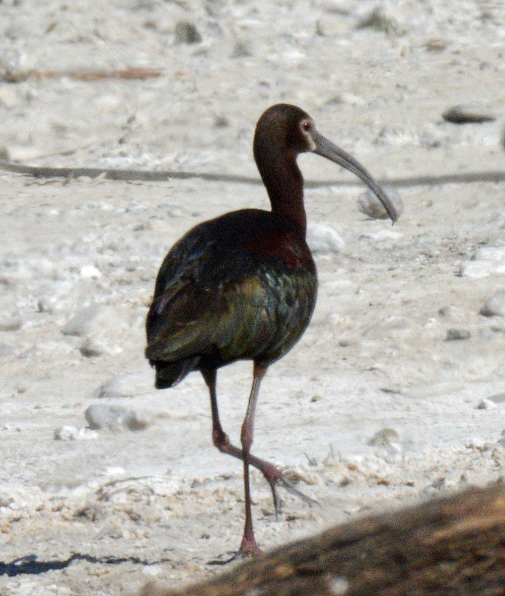 ibis americký - ML618035049