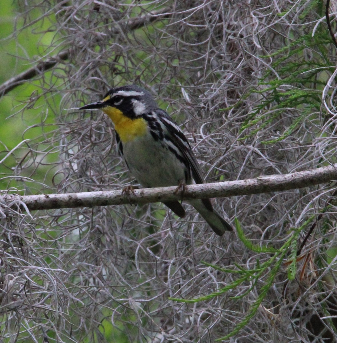 Yellow-throated Warbler - ML618035077