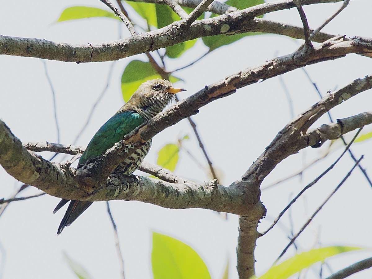 Asian Emerald Cuckoo - Craig Rasmussen