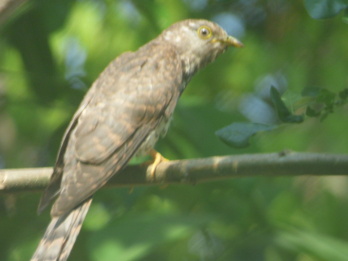 Common Hawk-Cuckoo - Ashok Kalburgi