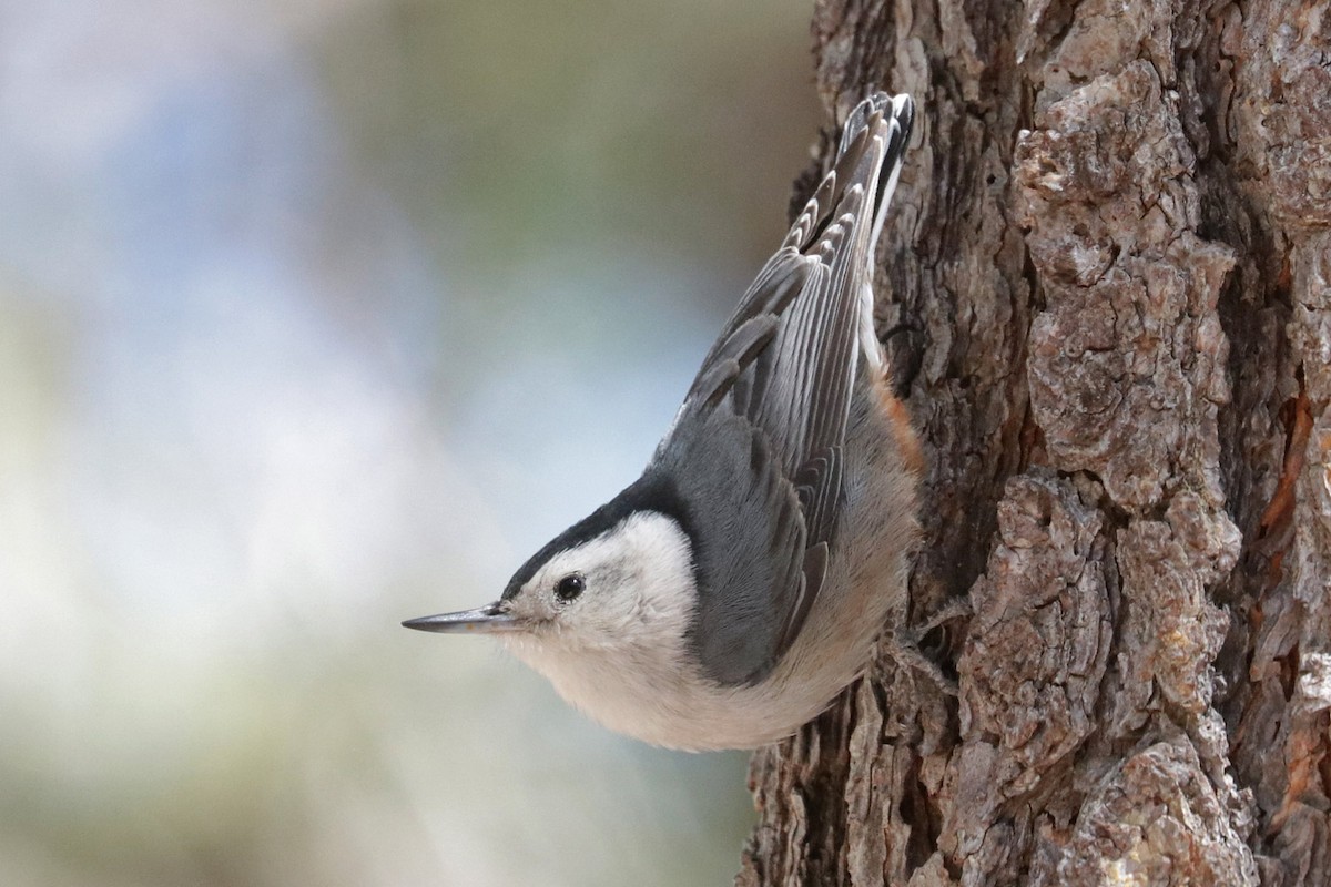 White-breasted Nuthatch (Interior West) - ML618035122
