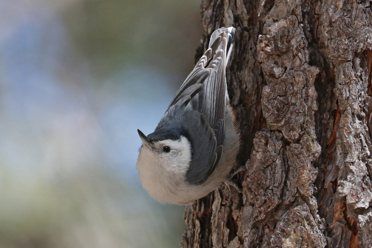 White-breasted Nuthatch (Interior West) - ML618035123