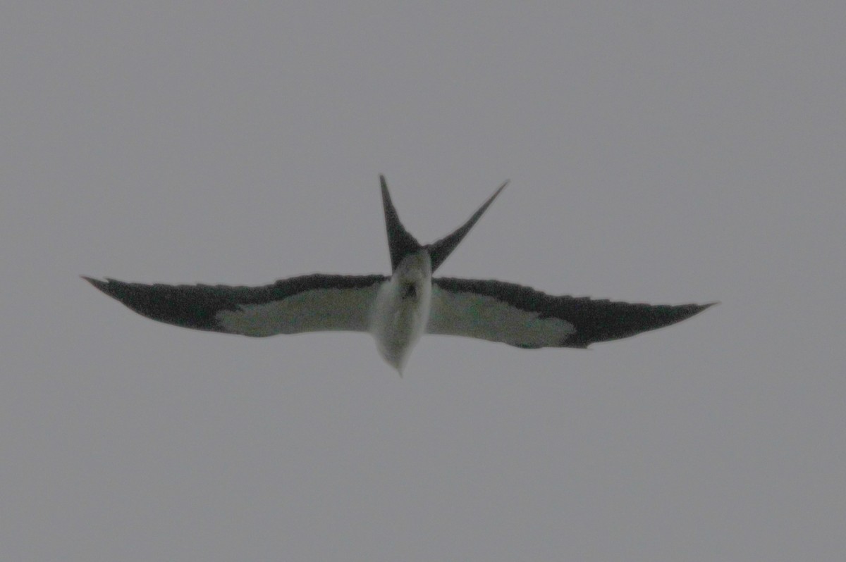 Swallow-tailed Kite - ML618035124