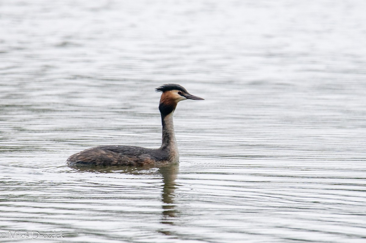 Great Crested Grebe - ML618035130