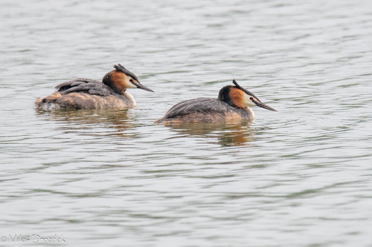 Great Crested Grebe - ML618035131