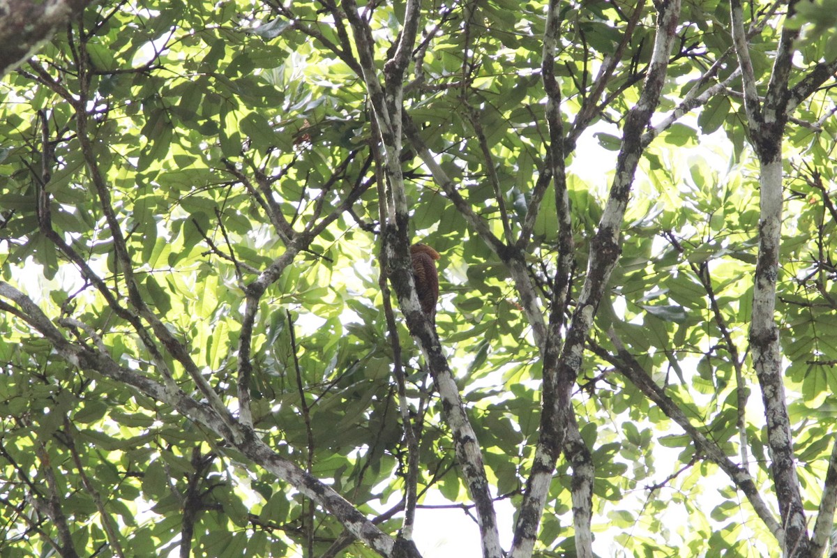 Waved Woodpecker (Waved) - ML618035163