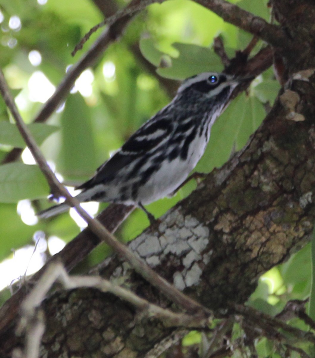 Black-and-white Warbler - ML618035166
