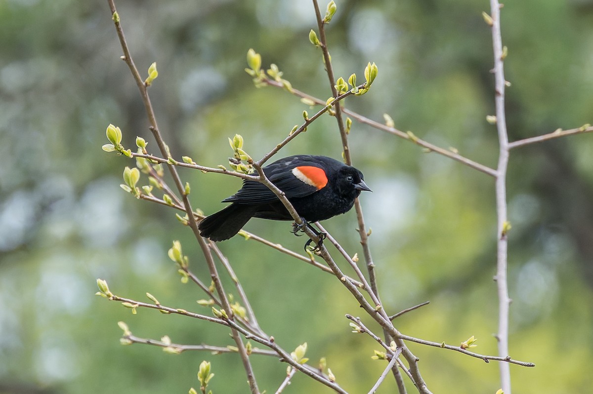 Red-winged Blackbird - David Eberly