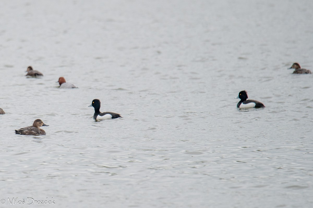 Tufted Duck - ML618035171