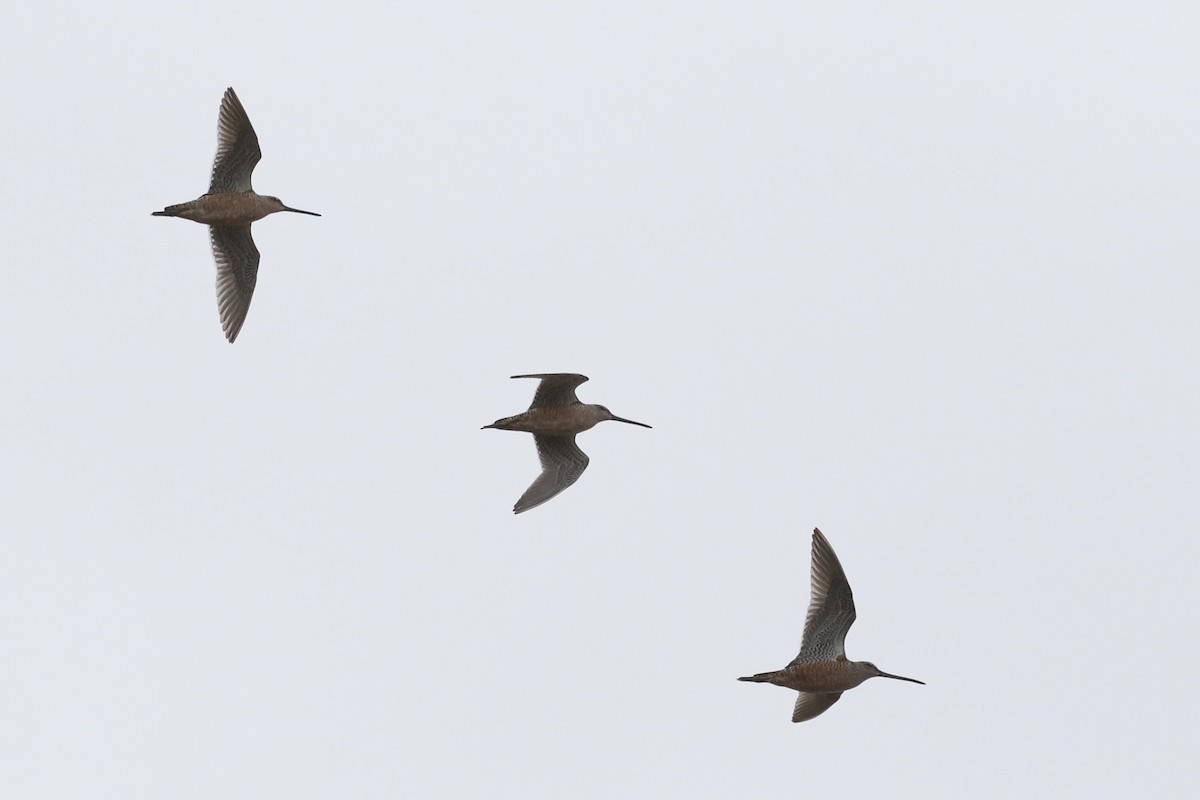 Long-billed Dowitcher - ML618035209