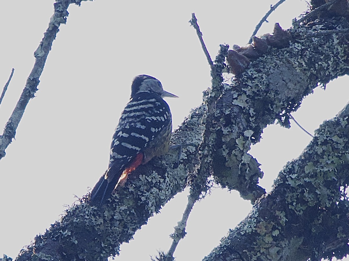 Stripe-breasted Woodpecker - ML618035246