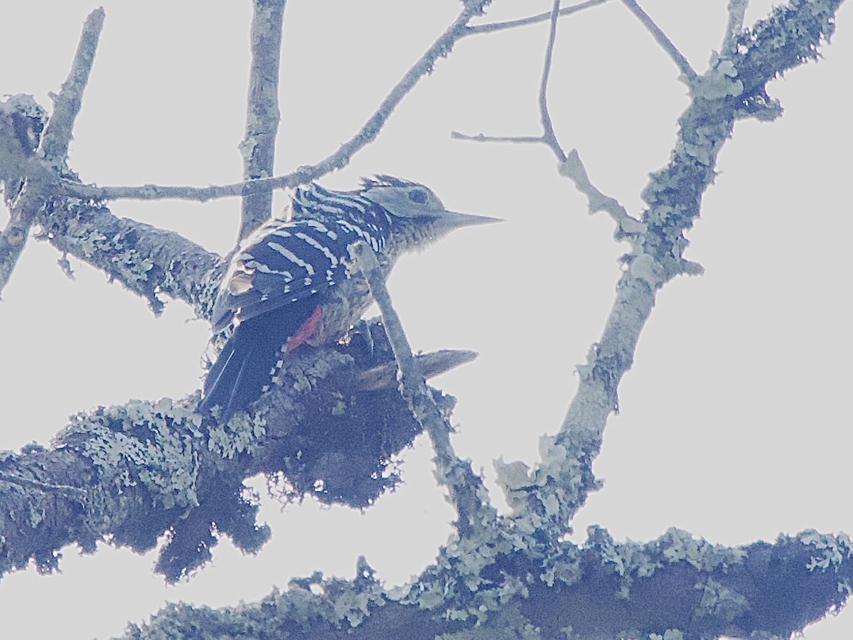 Stripe-breasted Woodpecker - ML618035247