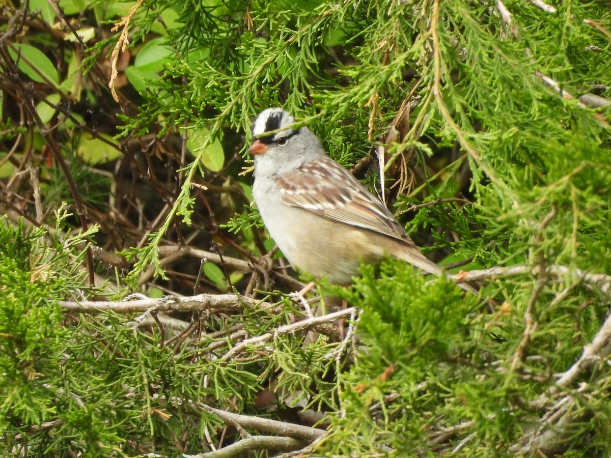White-crowned Sparrow - ML618035249