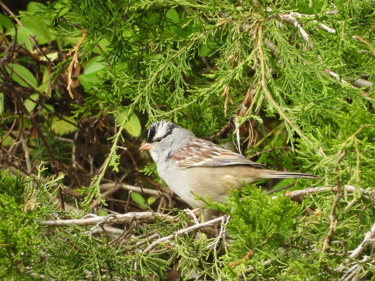 White-crowned Sparrow - ML618035250